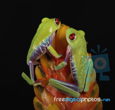 Red Eyed Tree Frogs Stock Photo