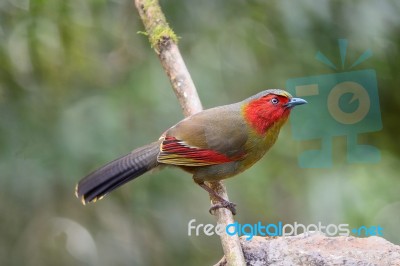 Red-faced Bird, Scarlet-faced Liocichla Stock Photo