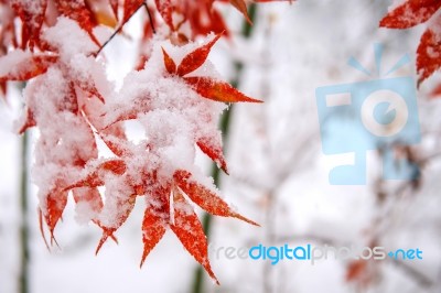 Red Fall Maple Tree Covered In Snow,south Korea Stock Photo