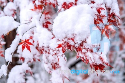 Red Fall Maple Tree Covered In Snow,south Korea Stock Photo