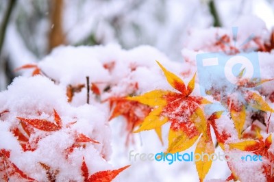 Red Fall Maple Tree Covered In Snow,south Korea Stock Photo