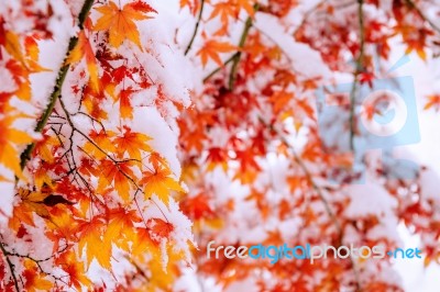 Red Fall Maple Tree Covered In Snow,south Korea Stock Photo