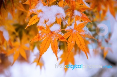 Red Fall Maple Tree Covered In Snow,south Korea Stock Photo