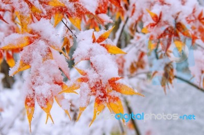 Red Fall Maple Tree Covered In Snow,south Korea Stock Photo