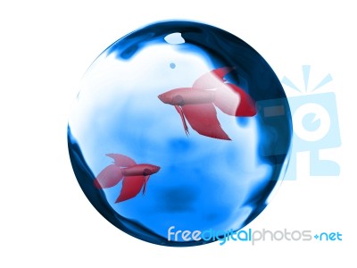 Red Fish And Water Stock Image