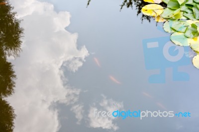 Red Fish In A Lake And Sky Reflection Stock Photo