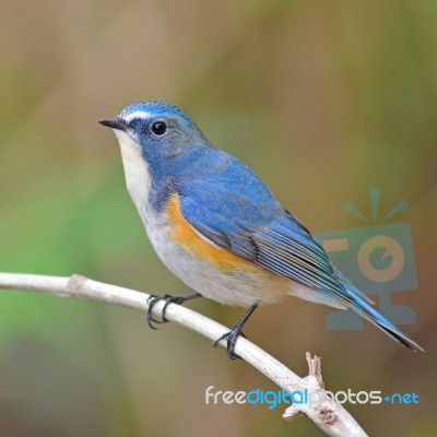 Red-flanked Bluetail Bird Stock Photo