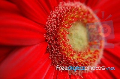 Red Flower Stock Photo