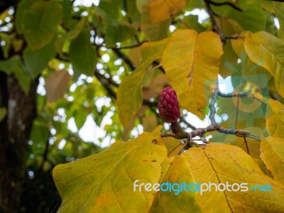 Red Flower Bud On A Magnolia Tree In Autumn Stock Photo