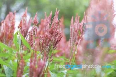 Red Flower In Winter Season Stock Photo