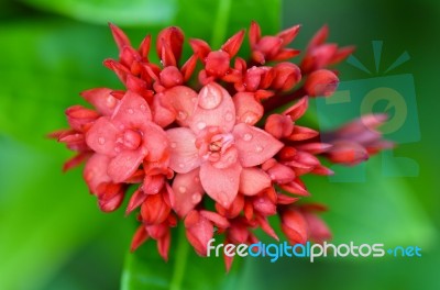 Red Flower Of West Indian Jasmine ( Ixora Chinensis Lamk ) Stock Photo