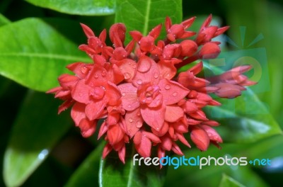 Red Flower Of West Indian Jasmine ( Ixora Chinensis Lamk ) Stock Photo