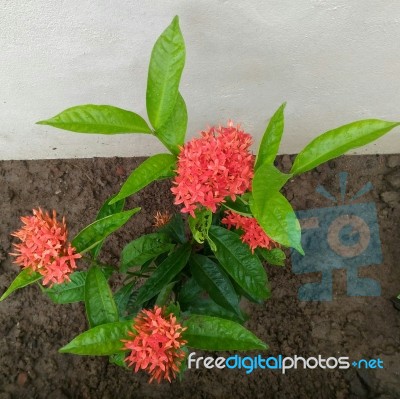 Red Flower Plant Stock Photo