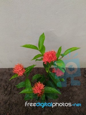 Red Flower Plant Stock Photo