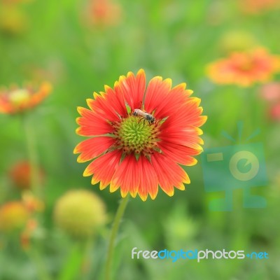 Red Flower With Bees Stock Photo