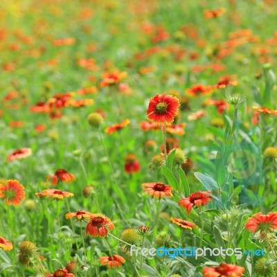 Red Flower With Bees Stock Photo