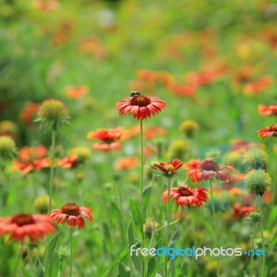 Red Flower With Bees Stock Photo