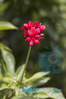 Red Flowers Stock Photo