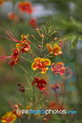 Red Flowers Stock Photo