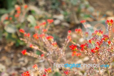 Red Flowers Stock Photo