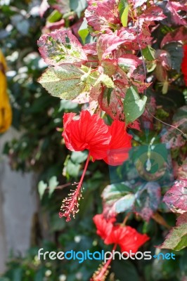 Red Flowers Stock Photo