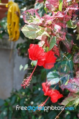 Red Flowers Stock Photo