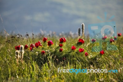 Red Flowers Blooming In A Spring Meadow Stock Photo