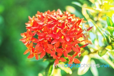 Red Flowers In Garden Stock Photo