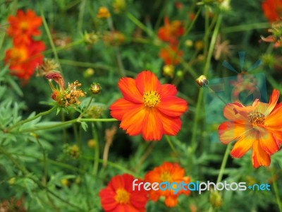 Red Flowers In Meadow Stock Photo