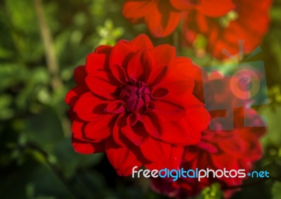 Red Flowers In The Garden Stock Photo