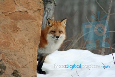 Red Fox Stock Photo