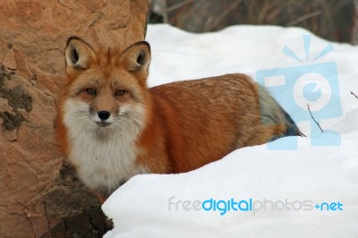 Red Fox Stock Photo