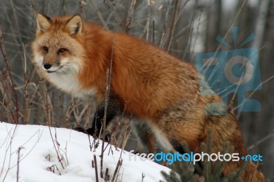 Red Fox Stock Photo