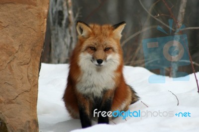 Red Fox Stock Photo