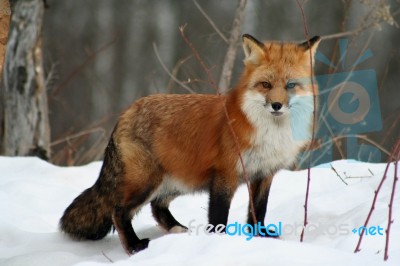 Red Fox Stock Photo