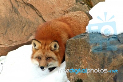 Red Fox Crouching Stock Photo