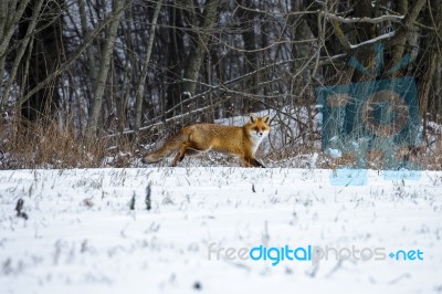 Red Fox In A Winter Forest Stock Photo