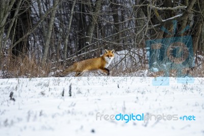 Red Fox In A Winter Forest Stock Photo