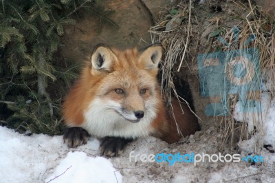 Red Fox In Den Stock Photo