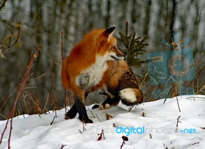 Red Fox In Her Winter Coat Stock Photo