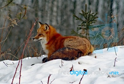 Red Fox In Her Winter Coat Stock Photo