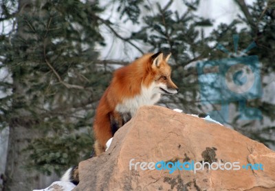 Red Fox In Her Winter Coat Stock Photo