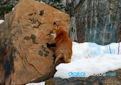 Red Fox In Her Winter Coat Stock Photo