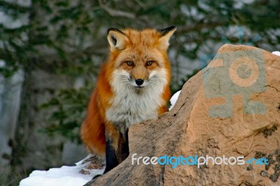 Red Fox In Her Winter Coat Stock Photo