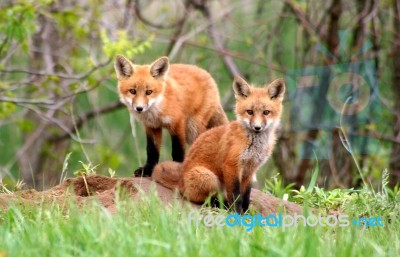 Red Fox Siblings Stock Photo