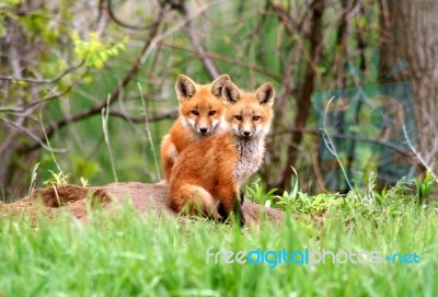 Red Fox Siblings Stock Photo