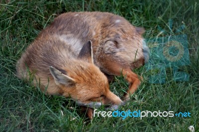 Red Fox Sleeping Stock Photo