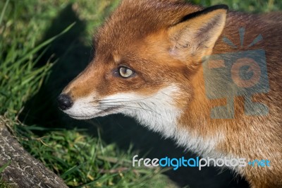 Red Fox (vulpes Vulpes) Stock Photo