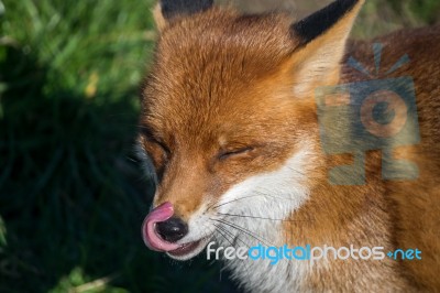 Red Fox (vulpes Vulpes) Stock Photo