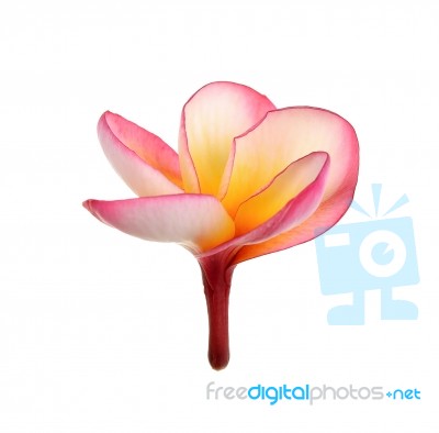 Red Frangipani Flower Isolated On The White Background Stock Photo